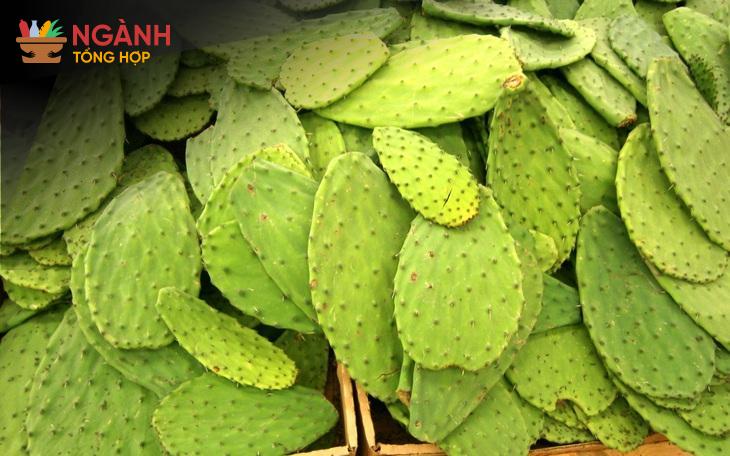Mứt Sung – Món Quà Ý Nghĩa Ngày Tết